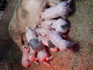 Purcei de vanzare dupa pasti - imagine 2