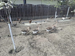 Boboci de gâscă  - imagine 2