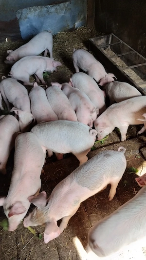Vând purcei de 8 săptămâni  - imagine 3