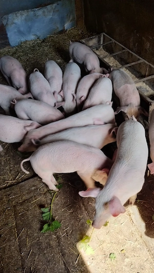 Vând purcei de 8 săptămâni  - imagine 5