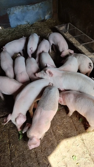 Vând purcei de 8 săptămâni  - imagine 4