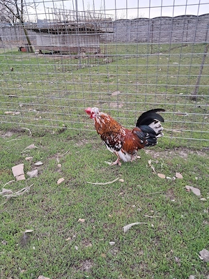 Gainusa pitica cu pui - imagine 4