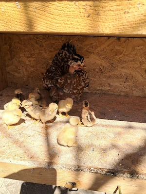 Gainusa pitica cu pui - imagine 2