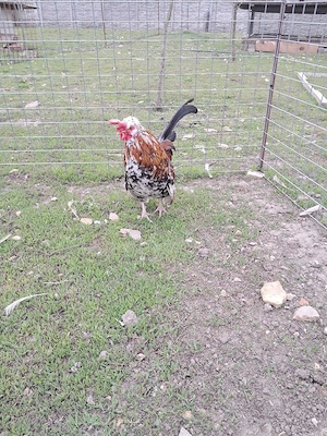 Gainusa pitica cu pui - imagine 3