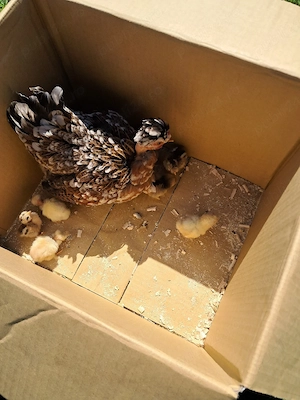 Gainusa pitica cu pui