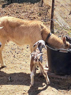 Capra cu iada - imagine 3