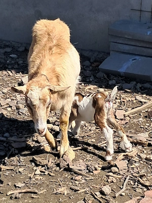 Capra cu iada - imagine 2