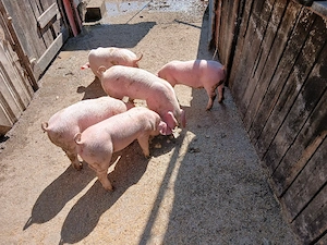 Purceii Landrace Craiova