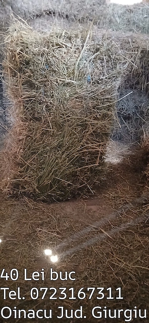 Baloți de lucernă (dreptunghiulari)