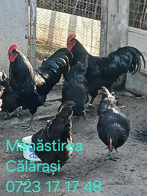 Ouă pentru incubat de vânzare rasa Australorp negru 