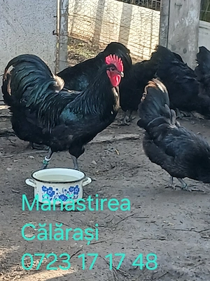Cocoși Australorp negru de vânzare  - imagine 5