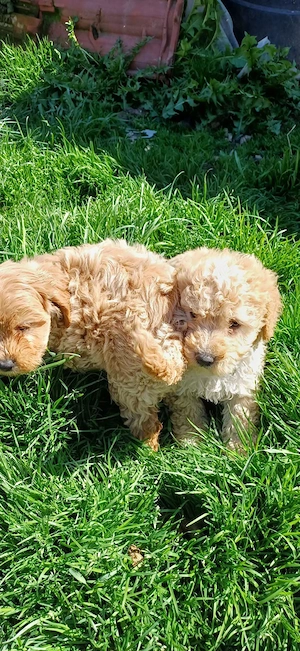 Pui maltipoo  - imagine 3