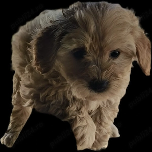 Pui maltipoo 