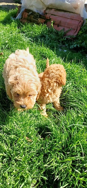 Pui maltipoo  - imagine 2