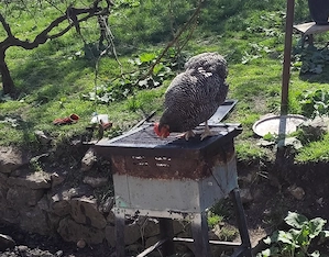 Pui Plymouth Rock Barat  - imagine 5