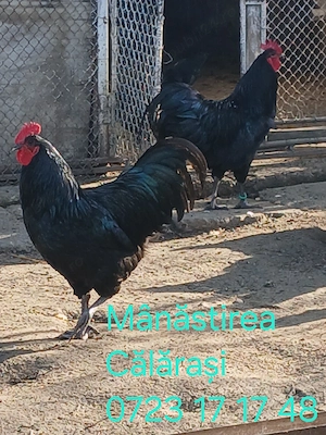 Cocoși Australorp negru de vânzare  - imagine 4