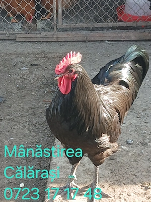 Cocoși Australorp negru de vânzare  - imagine 3
