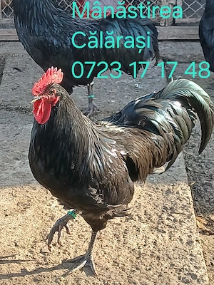 Cocoși Australorp negru de vânzare  - imagine 2
