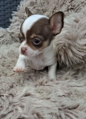 chihuahua mascul oradea