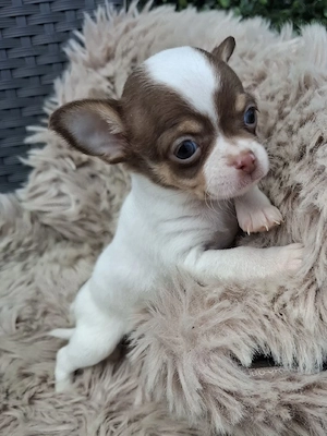 chihuahua mascul oradea