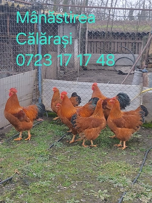 Ouă pentru incubat de vânzare rasa New Hampshire 