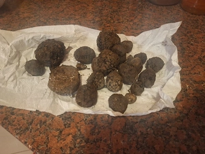  Vand caine dresat pentru  si trufe proaspete de sezon  - imagine 4