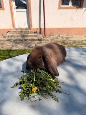 iepure berbec german 