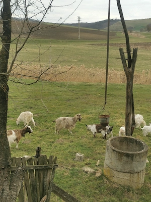 Capre și iezi de vânzare 