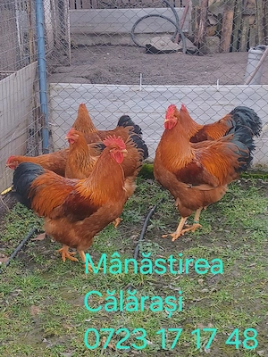 Cocoși New Hampshire de vânzare 