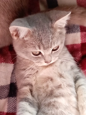 Puiuți British Shorthair - imagine 4