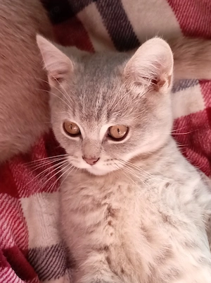 Puiuți British Shorthair - imagine 3