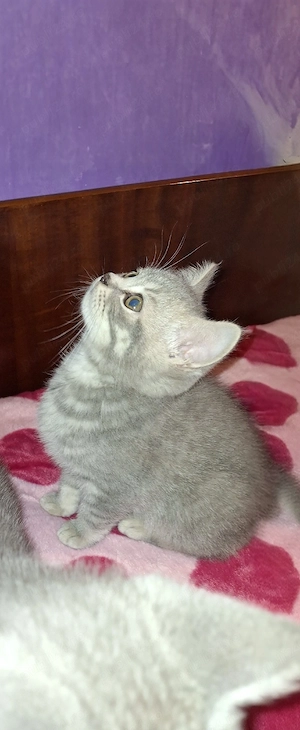 Puiuți British Shorthair - imagine 5