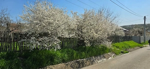 vand teren intravilan Borcea - imagine 2