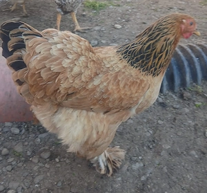 De vânzare Cocosi și găini Brahma  - imagine 3