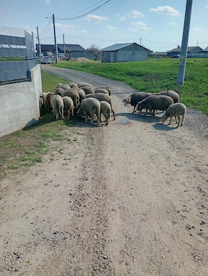 Oi de vânzare 650 de lei 