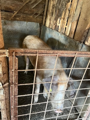 Vand scrofa afata  - imagine 3