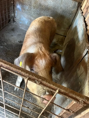 Vand scrofa afata  - imagine 2