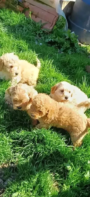 Pui maltipoo  - imagine 4