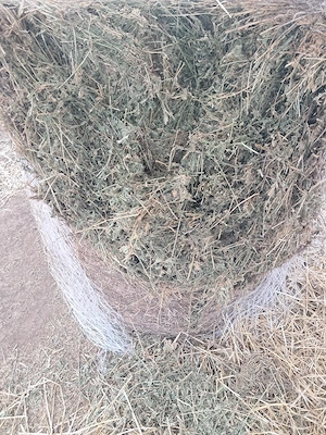 Baloti de lucernă  - imagine 2