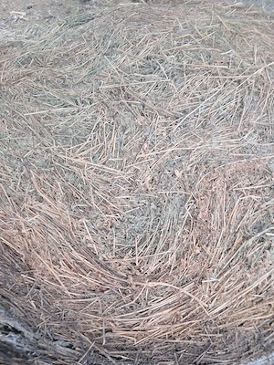 Baloti de lucernă  - imagine 3