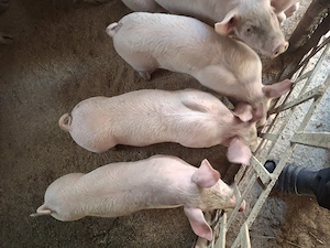 purcei marele alb 8 saptamani - imagine 3