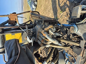 Macara forestiera - imagine 3