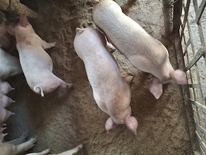 purcei marele alb 8 saptamani - imagine 4