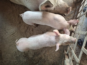 purcei marele alb 8 saptamani