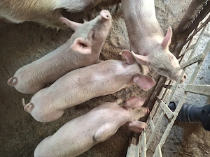 purcei marele alb 8 saptamani - imagine 5