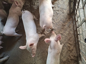 purcei marele alb 8 saptamani - imagine 2