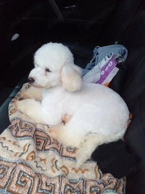 caniche pudel alb - imagine 2