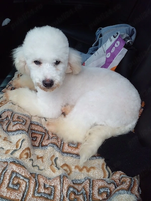 caniche pudel alb - imagine 3