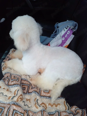 caniche pudel alb - imagine 4