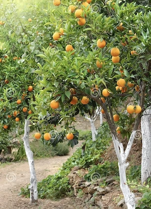 angajari spania agricultura zona valencia